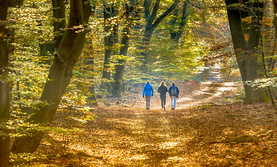 Sonbaharın Renklerini Keşfedin: İstanbul'da Doğa Yürüyüşü Yapılabilecek 5 Yer