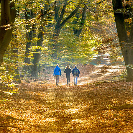 Sonbaharın Renklerini Keşfedin: İstanbul'da Doğa Yürüyüşü Yapılabilecek 5 Yer